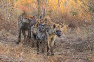 Alert hyena adult