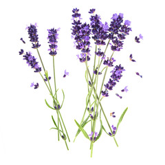 Naklejka premium lavender flowers isolated on white background