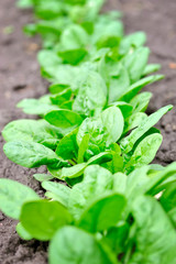 Spinach growing in the garden