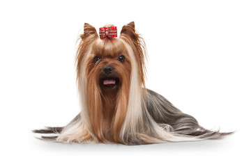 yorkie puppy on white gradient background