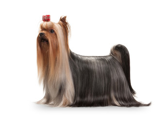 yorkie puppy on white gradient background