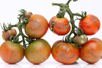 成長不良のトマト