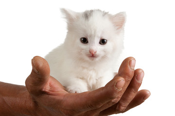 kitten on a male hand