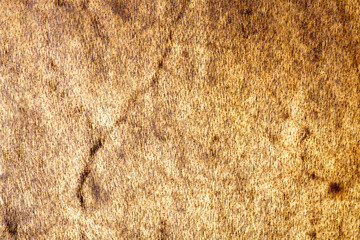 Wooden wall texture, wood background
