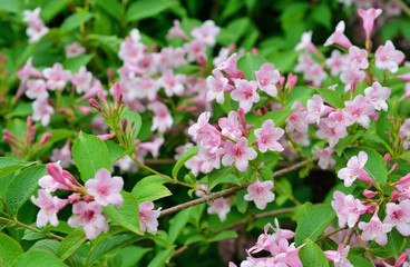 Flowers of Weigela hortensis or Kolkwitzia amabilis - 67230870