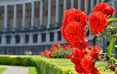 Roses on front of Triumph Arch in Cinquantennaire Parc - 67231200
