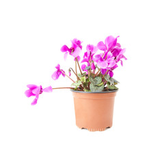 Naklejka na ściany i meble Pink Violets in a flower pot isolated on white
