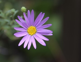 Obraz premium Flower