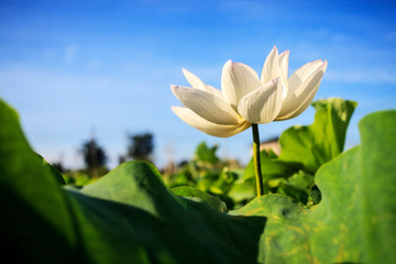 Obraz premium Closeup on lotus petal with copyspace