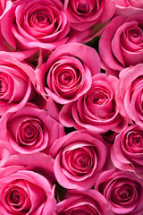 Piękne różowe kwiaty róży - obrazy, fototapety, plakaty