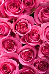 Photo sur Aluminium Roses fond de belles fleurs roses roses