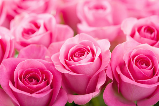 Fototapeta piękne różowe kwiaty róży tło