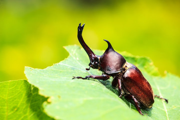 Rhinoceros beetle