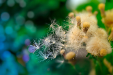thistle with a feathery pappus