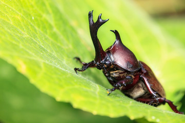 Rhinoceros beetle