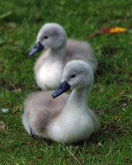 Cygnets