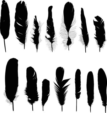 group of fourteen isolated black feathers