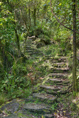Step into the forest