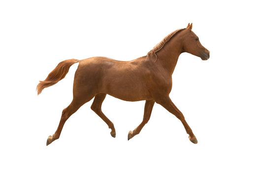 Arabian horse running