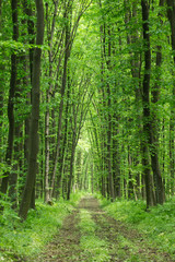 forest © ZaZa studio