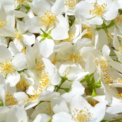 weißes Blütenmeer