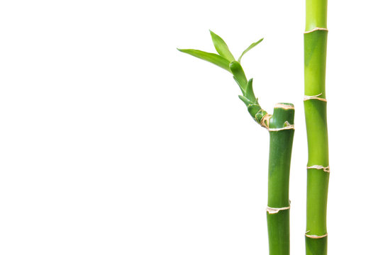 Fresh bamboo isolated on white background