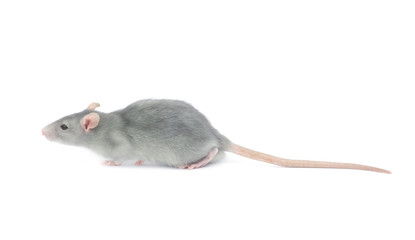 rat