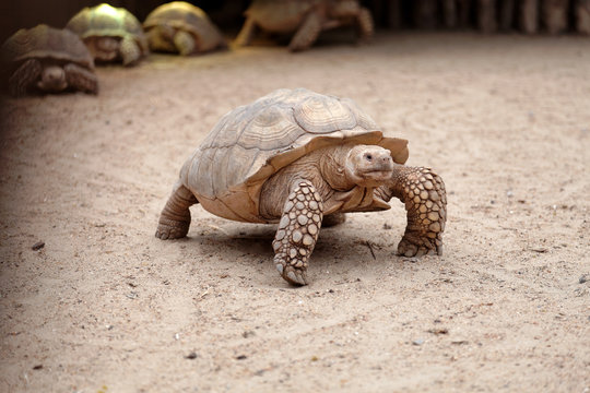 Centrochelys sulcata, Tortue sillonn&eacute;e, African Spurred Tortoise