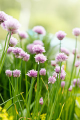 Fototapeta premium purple flowers