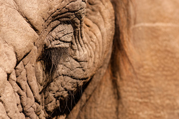 Elephant eye close up