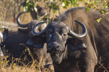 Obraz premium Adult buffalo portrait