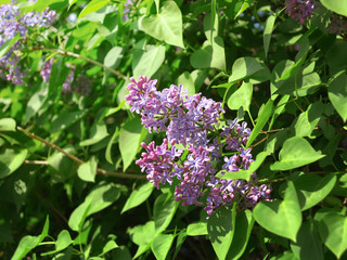 Beautiful lilac flowers with leaves