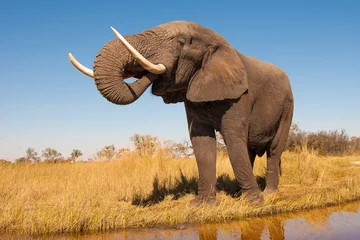 Foto auf Leinwand Elefant © donvanstaden