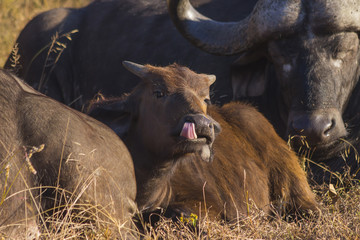 Young buffalo calf cleaning its nose with its tongue