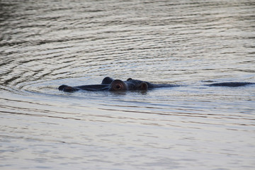 Fototapeta premium Hippo rising above the surface of the water at dusk