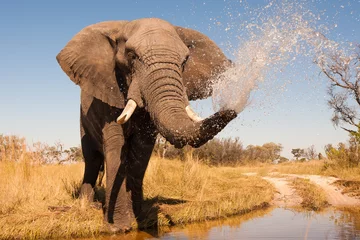 Gardinen Elefant © donvanstaden