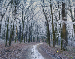 Misty trail in autumn forest