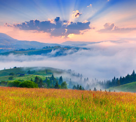 Foggy summer morning in the mountains.