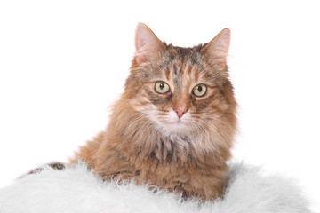 cat isolated on white