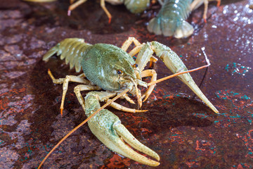 Live crayfish