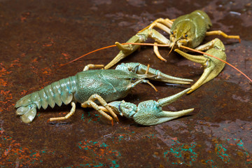 Two live crayfish