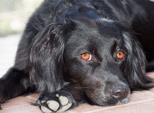 Dog Portrait Waiting For Walk. Black Dog, Orange Tan Eyes.