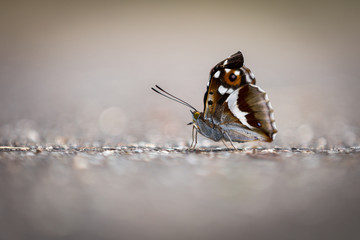 Schmetterling auf der Straße