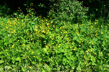 Field with flowers