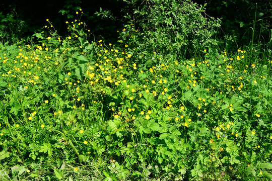 Field with flowers