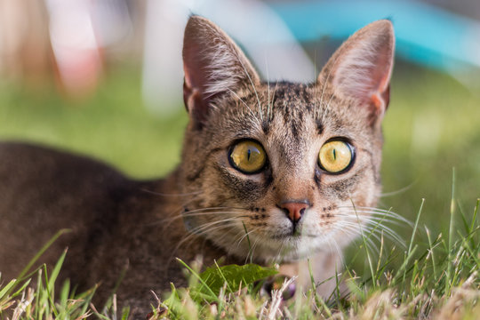 Chat couch&eacute; aux grands yeux