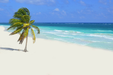 Wild Beach at Tulum  -  Yucatan Mexico - obrazy, fototapety, plakaty