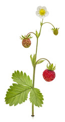 Wild_Strawberry