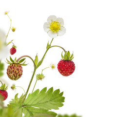 Wild Strawberry Corner