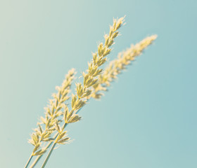 spikelets of wheat against the blue sky